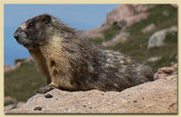 marmot