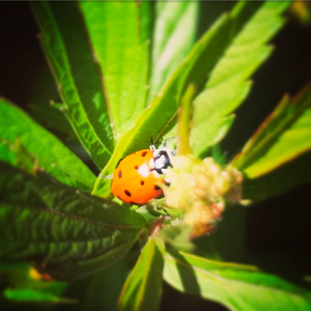 ladybug