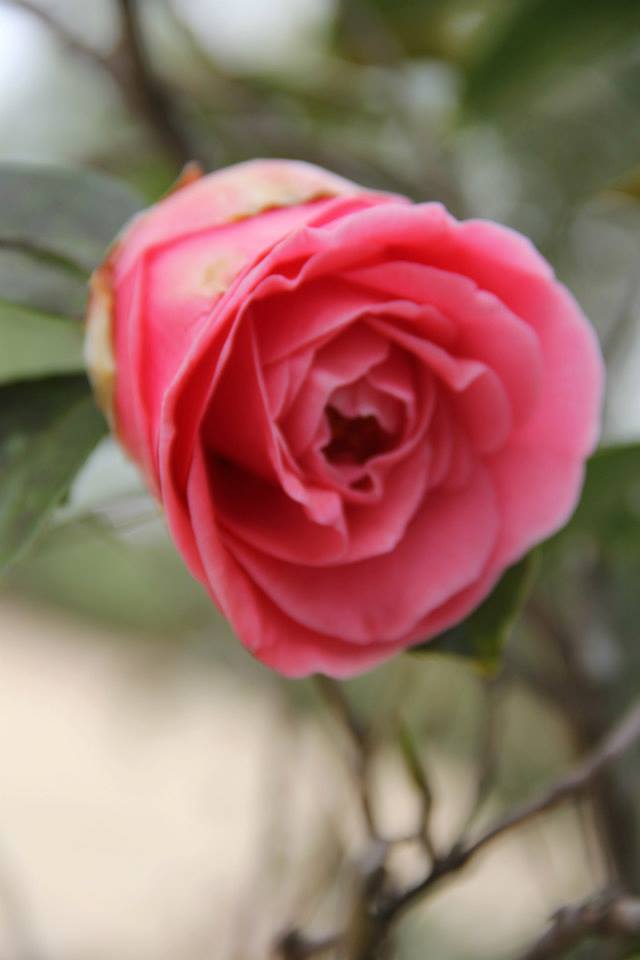 rose