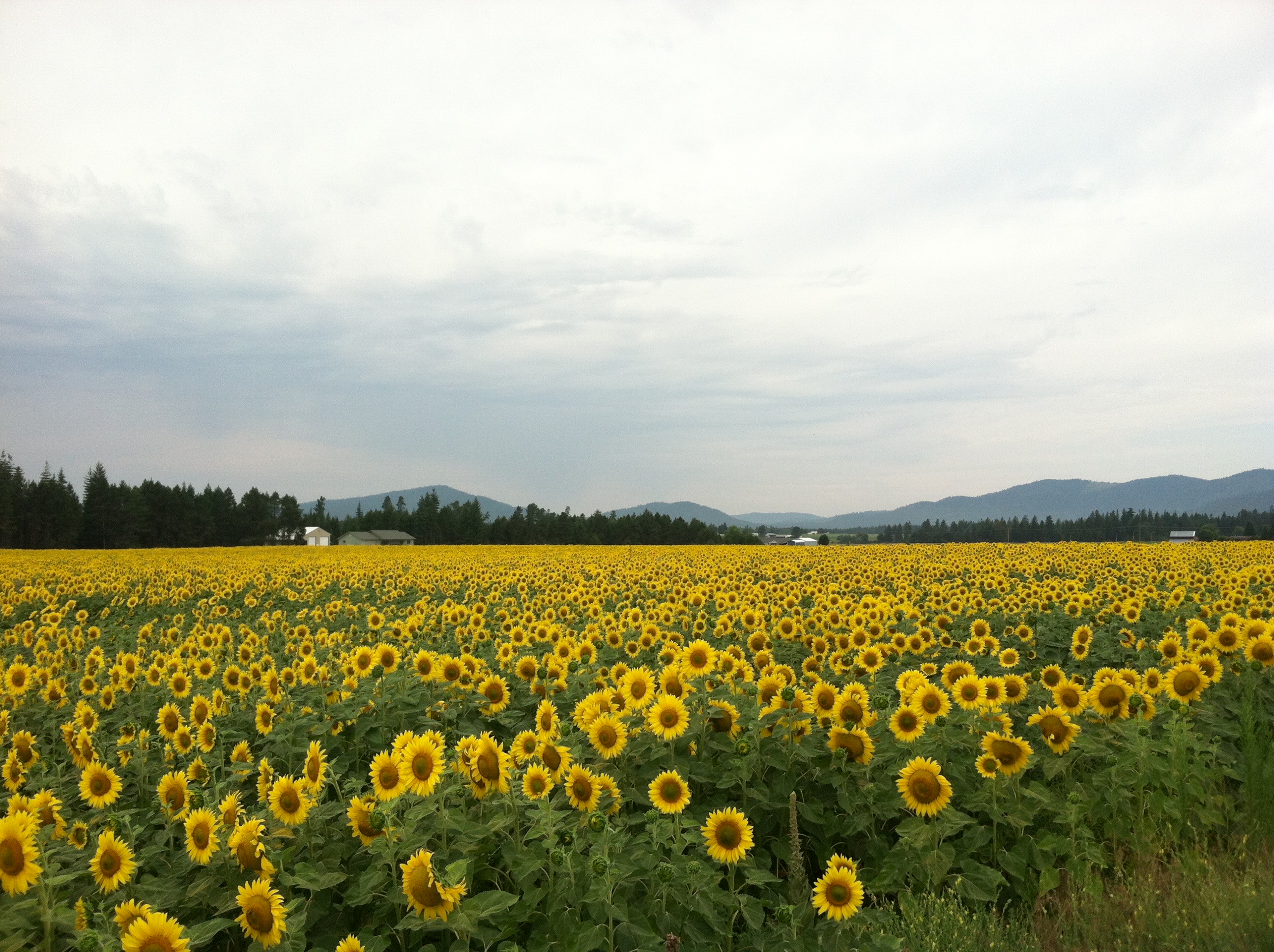 sunflowerfield